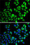 Ubiquitin Specific Peptidase 8 antibody, 22-643, ProSci, Immunofluorescence image 
