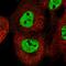 Epithelial Splicing Regulatory Protein 2 antibody, HPA040751, Atlas Antibodies, Immunofluorescence image 