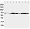 TNF Receptor Associated Factor 6 antibody, PA2221, Boster Biological Technology, Western Blot image 