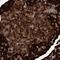 ADP-Ribosyltransferase 5 antibody, PA5-59656, Invitrogen Antibodies, Immunohistochemistry frozen image 