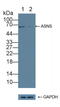 Asparagine Synthetase (Glutamine-Hydrolyzing) antibody, LS-C373184, Lifespan Biosciences, Western Blot image 