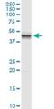 Surfactant Protein B antibody, H00006439-D01P, Novus Biologicals, Western Blot image 