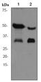 Adiponectin, C1Q And Collagen Domain Containing antibody, ab75989, Abcam, Western Blot image 