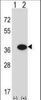 Guanosine Monophosphate Reductase antibody, LS-C166537, Lifespan Biosciences, Western Blot image 