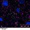 Gephyrin antibody, 73-443, Antibodies Incorporated, Immunofluorescence image 