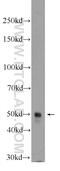 Basic Helix-Loop-Helix Family Member E40 antibody, 17895-1-AP, Proteintech Group, Western Blot image 