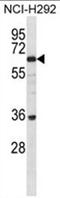 BTB Domain Containing 16 antibody, AP50401PU-N, Origene, Western Blot image 