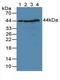 DNA Fragmentation Factor Subunit Alpha antibody, LS-C689362, Lifespan Biosciences, Western Blot image 