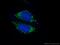 Isocitrate Dehydrogenase (NADP(+)) 2, Mitochondrial antibody, 23254-1-AP, Proteintech Group, Immunofluorescence image 
