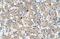 Tetraspanin 32 antibody, NBP1-62646, Novus Biologicals, Immunohistochemistry paraffin image 