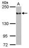Integrin Subunit Alpha L antibody, GTX101564, GeneTex, Western Blot image 