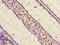 StAR Related Lipid Transfer Domain Containing 9 antibody, orb52170, Biorbyt, Immunohistochemistry paraffin image 