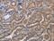 Aldo-Keto Reductase Family 1 Member B10 antibody, LS-C401207, Lifespan Biosciences, Immunohistochemistry frozen image 