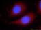 Peroxisome Proliferator Activated Receptor Gamma antibody, 16643-1-AP, Proteintech Group, Immunofluorescence image 