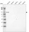 Laminin-7 subunit alpha antibody, AMAb91123, Atlas Antibodies, Western Blot image 