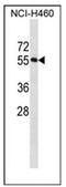 Receptor Accessory Protein 4 antibody, AP53628PU-N, Origene, Western Blot image 