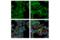 Interferon Regulatory Factor 3 antibody, 67651S, Cell Signaling Technology, Immunocytochemistry image 