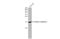 Anterior Gradient 2, Protein Disulphide Isomerase Family Member antibody, GTX635838, GeneTex, Western Blot image 