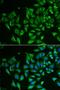 C-Type Lectin Domain Family 3 Member B antibody, LS-C334702, Lifespan Biosciences, Immunofluorescence image 