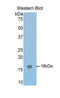 LDL Receptor Related Protein Associated Protein 1 antibody, LS-C302014, Lifespan Biosciences, Western Blot image 