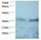 Secretory Carrier Membrane Protein 3 antibody, orb376273, Biorbyt, Western Blot image 