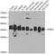 WDVCF antibody, GTX66505, GeneTex, Western Blot image 