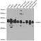 G Protein Subunit Beta 1 Like antibody, GTX66505, GeneTex, Western Blot image 