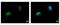 Nuclear Prelamin A Recognition Factor antibody, NBP2-19474, Novus Biologicals, Immunofluorescence image 