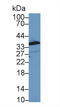 Annexin A1 antibody, LS-C292845, Lifespan Biosciences, Western Blot image 