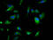 G Protein-Coupled Receptor 158 antibody, LS-C675174, Lifespan Biosciences, Immunofluorescence image 