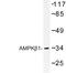 Protein Kinase AMP-Activated Non-Catalytic Subunit Beta 1 antibody, LS-C176969, Lifespan Biosciences, Western Blot image 