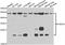 Ubiquitin Conjugating Enzyme E2 H antibody, A7344, ABclonal Technology, Western Blot image 