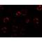 Anosmin 1 antibody, NBP1-76580, Novus Biologicals, Immunofluorescence image 