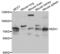 Enhancer Of Zeste 1 Polycomb Repressive Complex 2 Subunit antibody, abx004458, Abbexa, Western Blot image 
