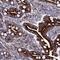 Protein Wnt-8a antibody, HPA038539, Atlas Antibodies, Immunohistochemistry paraffin image 