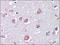 Gamma-Aminobutyric Acid Type A Receptor Beta3 Subunit antibody, AP22582PU-N, Origene, Immunohistochemistry paraffin image 