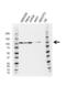 Cell Division Cycle 5 Like antibody, VMA00618, Bio-Rad (formerly AbD Serotec) , Western Blot image 