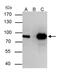 THO Complex 1 antibody, PA5-27816, Invitrogen Antibodies, Immunoprecipitation image 