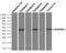 Alpha-1-antitrypsin antibody, LS-B10262, Lifespan Biosciences, Immunoprecipitation image 