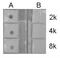 Histone Cluster 4 H4 antibody, NBP2-16848, Novus Biologicals, Dot Blot image 