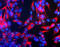 Fibrillarin antibody, LS-C204517, Lifespan Biosciences, Immunocytochemistry image 