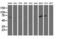 Myotubularin Related Protein 14 antibody, M08168, Boster Biological Technology, Western Blot image 