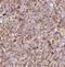 Dihydrolipoamide S-Acetyltransferase antibody, NBP2-34065, Novus Biologicals, Immunohistochemistry frozen image 