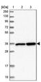 Leucine Zipper Transcription Factor Like 1 antibody, PA5-60370, Invitrogen Antibodies, Western Blot image 