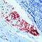 Glycoprotein Ib Platelet Subunit Alpha antibody, MA5-11642, Invitrogen Antibodies, Immunohistochemistry frozen image 