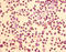 Homer Scaffold Protein 1 antibody, LS-C285643, Lifespan Biosciences, Immunohistochemistry paraffin image 