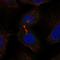 WD Repeat Domain 62 antibody, NBP2-48788, Novus Biologicals, Immunocytochemistry image 