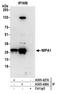 Inositol monophosphatase 1 antibody, A305-428A, Bethyl Labs, Immunoprecipitation image 