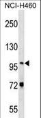 Nuclear VCP Like antibody, LS-C158435, Lifespan Biosciences, Western Blot image 