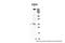 Chromobox 5 antibody, 27-613, ProSci, Western Blot image 